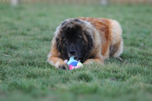 DSC_0294 Kopie