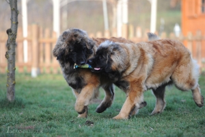 DSC_0388 Kopie