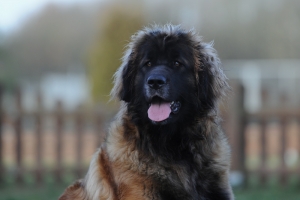 DSC_0398 Kopie