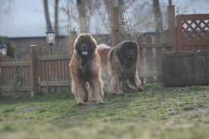 DSC_0709-Kopie