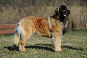 DSC_1927 Kopie