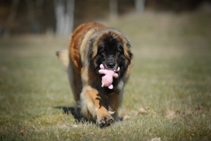 DSC_1994 Kopie