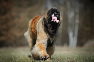DSC_2003 Kopie