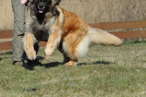 DSC_2106 Kopie
