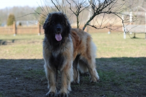DSC_2284 Kopie