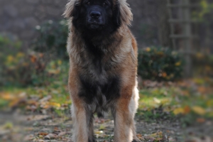 DSC_9785 Kopie