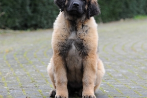 DSC_1750 Kopie