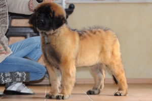 DSC_2373 Kopie
