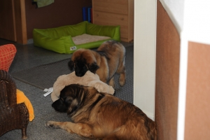 DSC_2404 Kopie