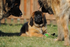 DSC_2507 Kopie