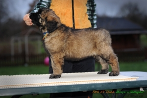 DSC_8208 Kopie