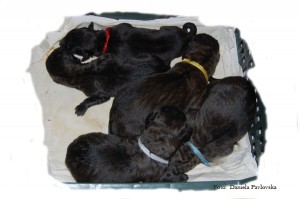 jascha und winny Welpen Jascha´s & Winny Babys